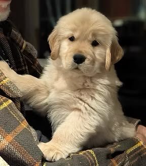 Golden Retriever angle 3
